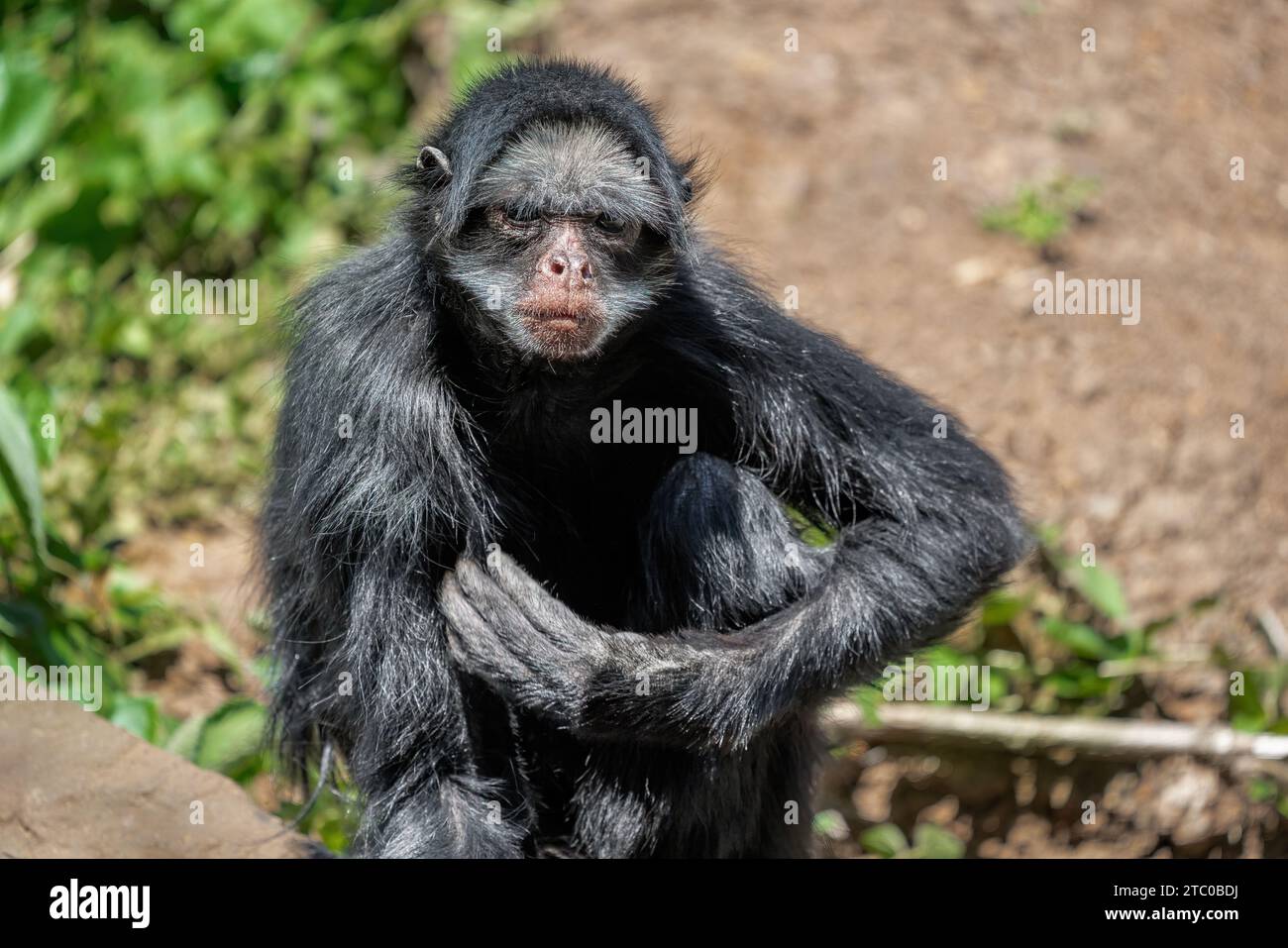 Macaco aranha de testa branca hi-res stock photography and images - Alamy