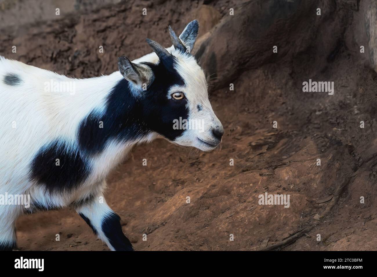 Baby Domestic Goat (Capra hircus) Stock Photo