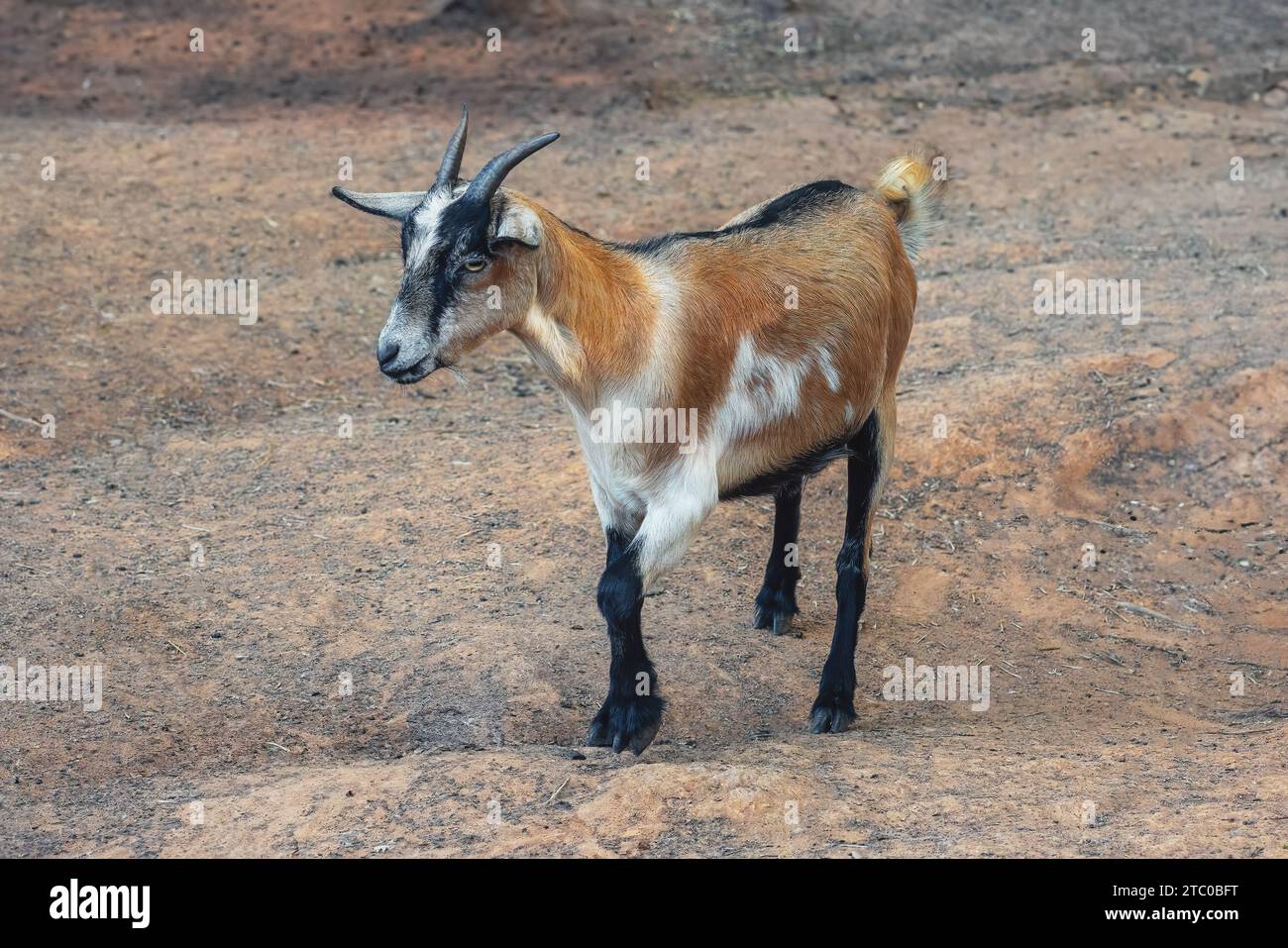 Domestic Goat with horns (Capra hircus) Stock Photo