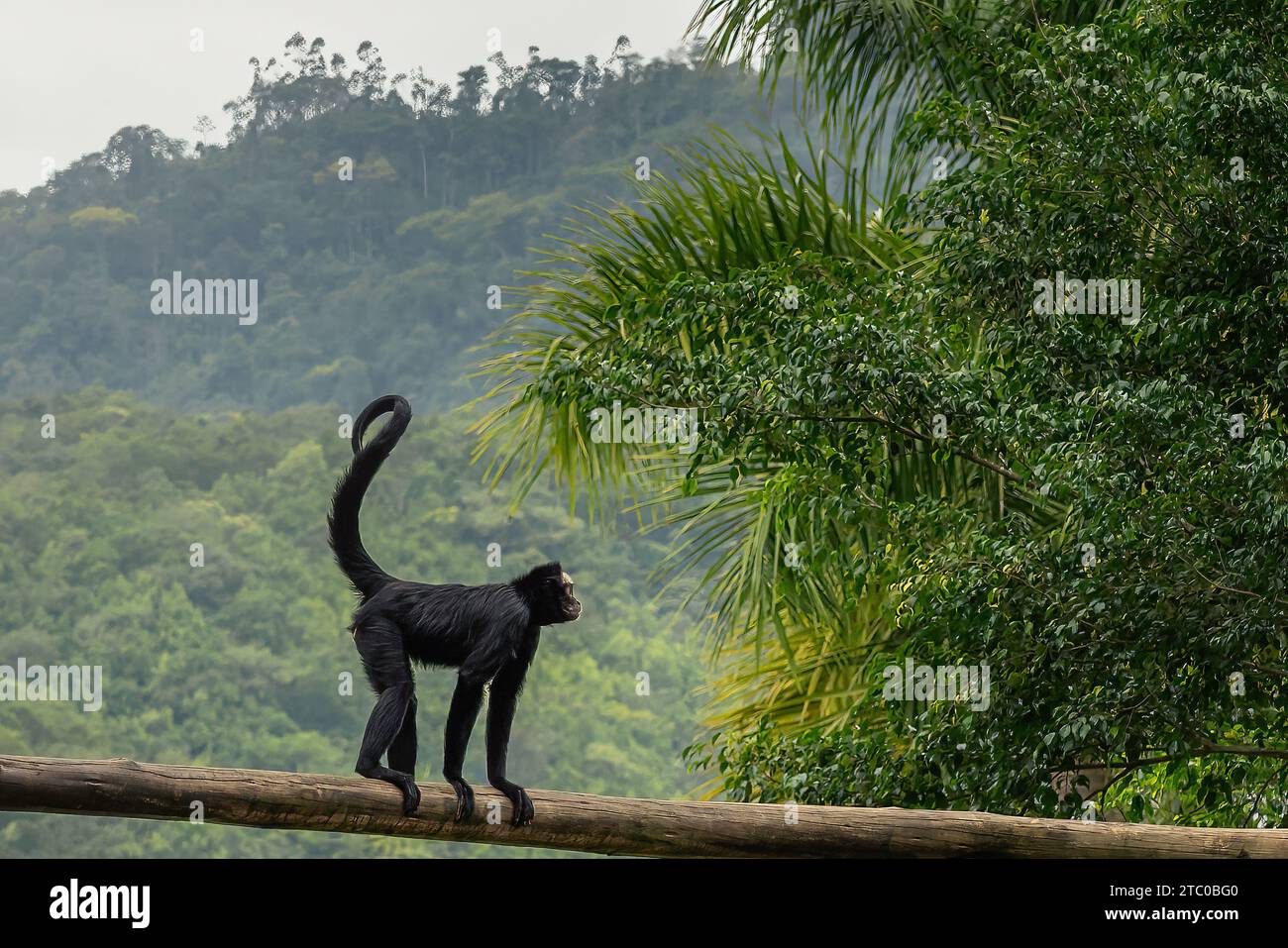 White-cheeked Spider Monkey (Ateles marginatus) standing Stock Photo