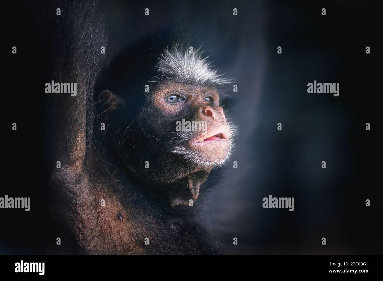 White-cheeked Spider Monkey (Ateles marginatus) face Stock Photo - Alamy