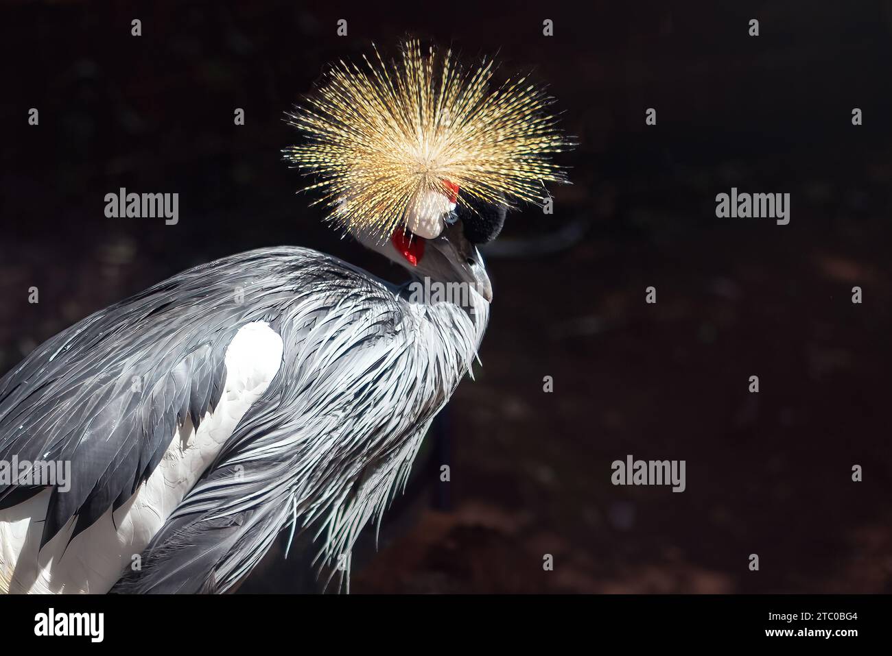 Grey Crowned Crane (Balearica regulorum) Stock Photo