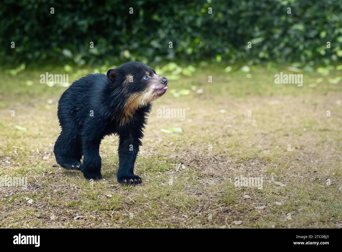 Baby Spectacled Bear (Tremarctos ornatus) - South American Bear Stock Photo