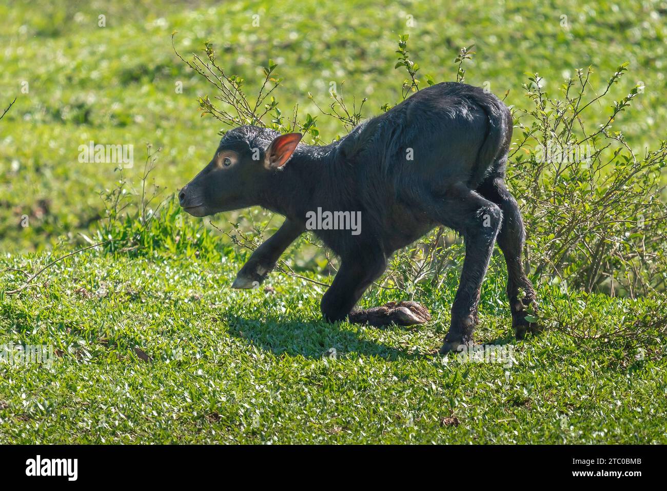 Italian Mediterranean Buffalo calf learning to walk - Water Buffalo (Bubalus bubalis) Stock Photo