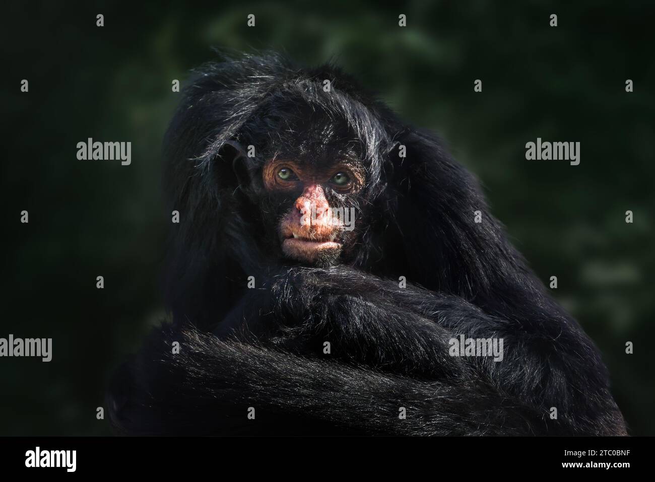 Black-faced Black Spider Monkey (Ateles chamek) Stock Photo