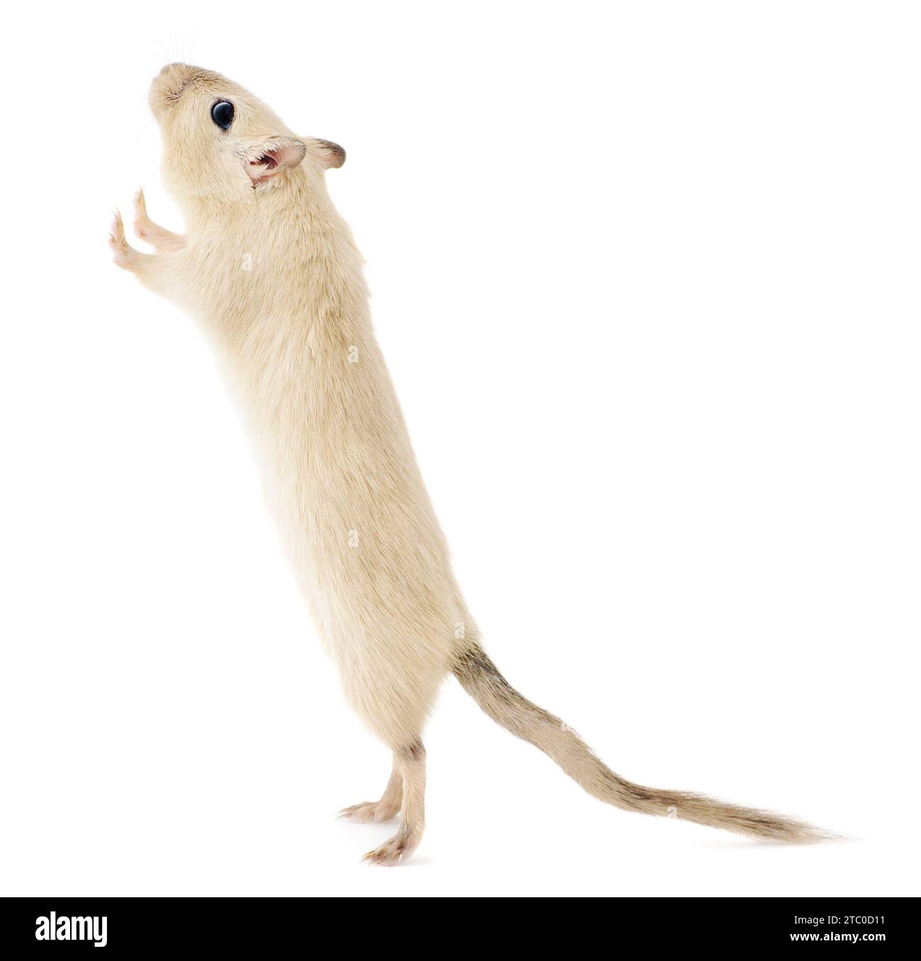 Beige pet gerbil standing upright on its hind legs looking up with curious expression, isolated on white background Stock Photo