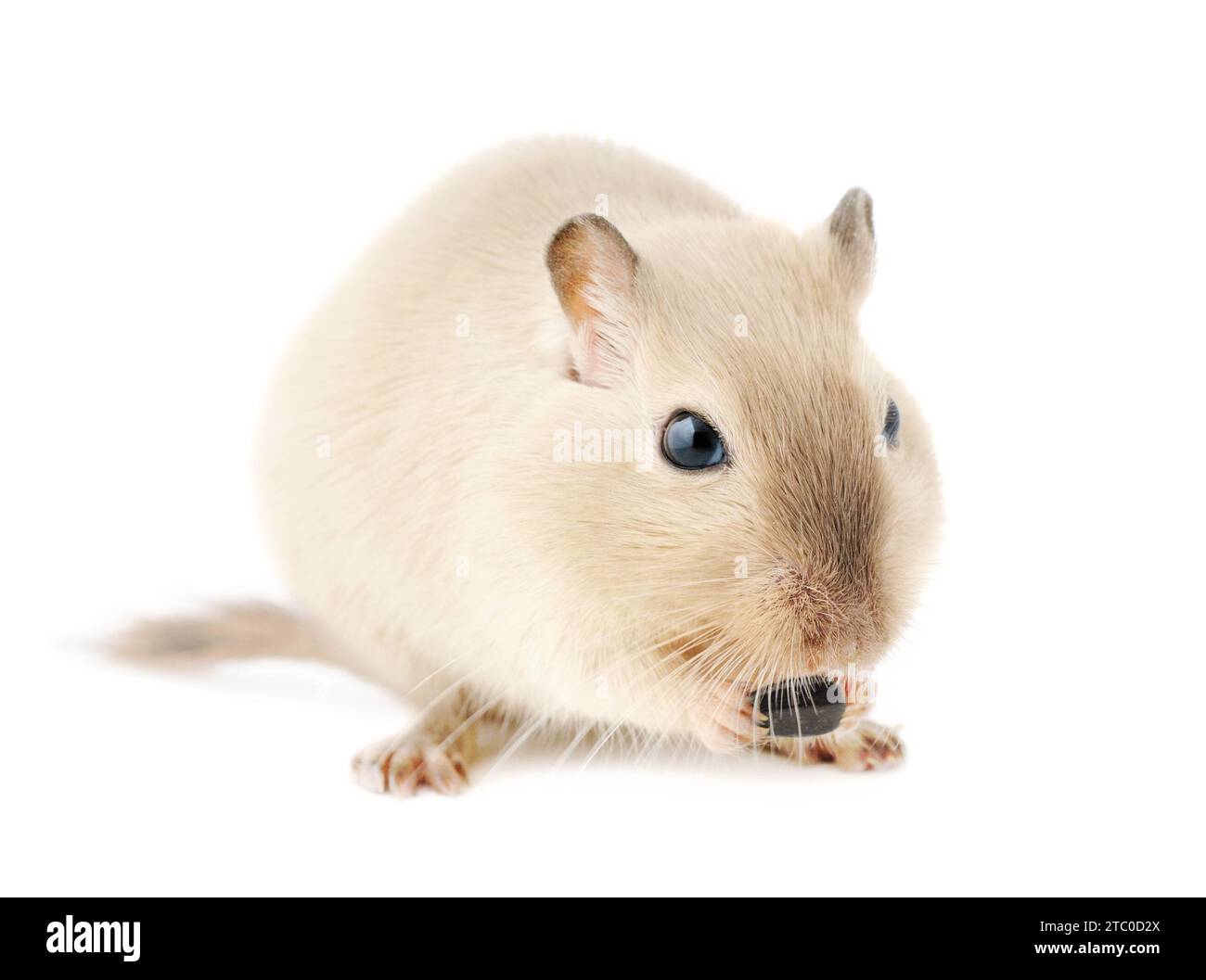 Cute Siamese pet gerbil nibbling on a seed, isolated on white background Stock Photo