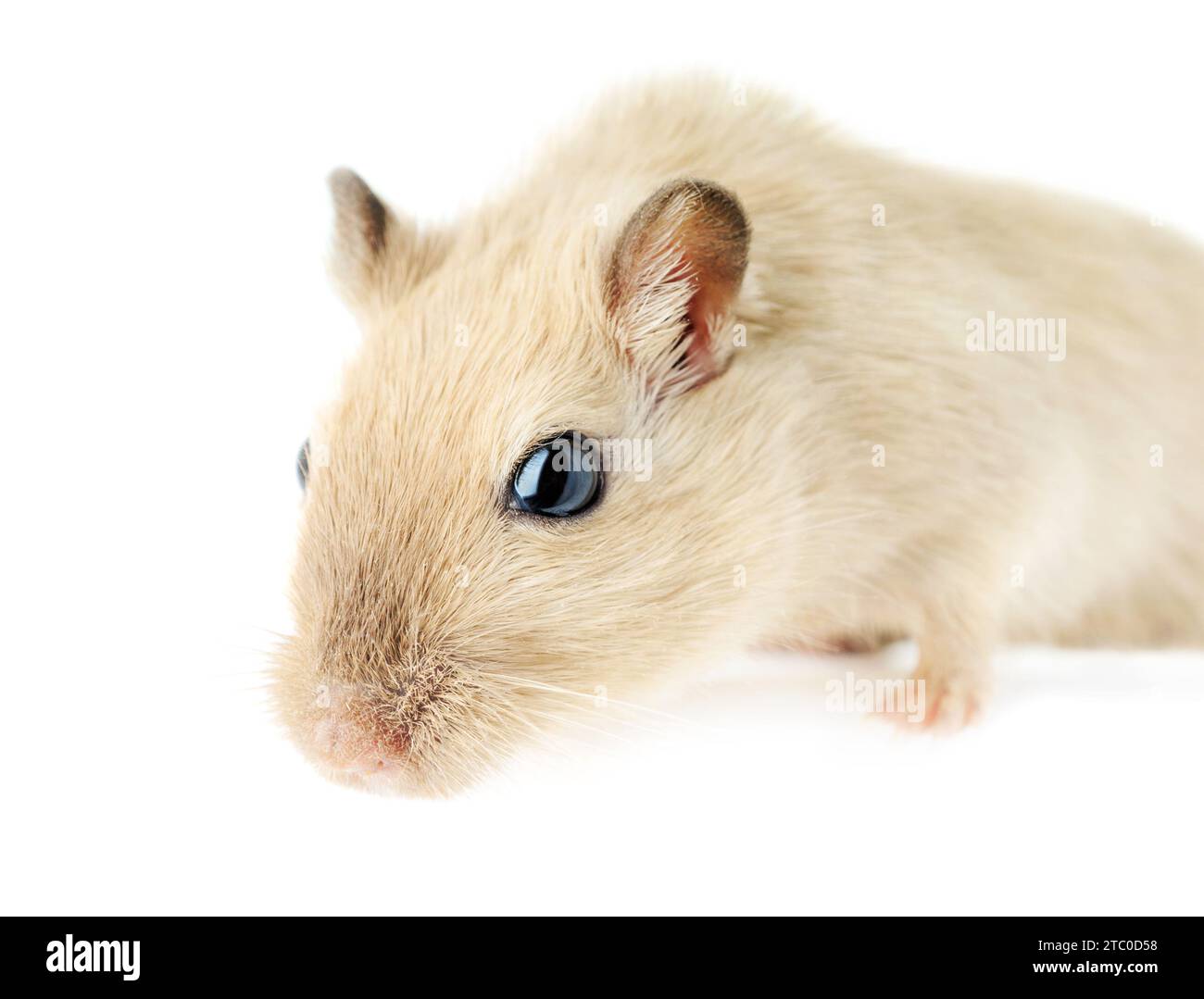 Close-up of a curious cream-colored gerbil looking forward with curiosity, isolated on white background Stock Photo