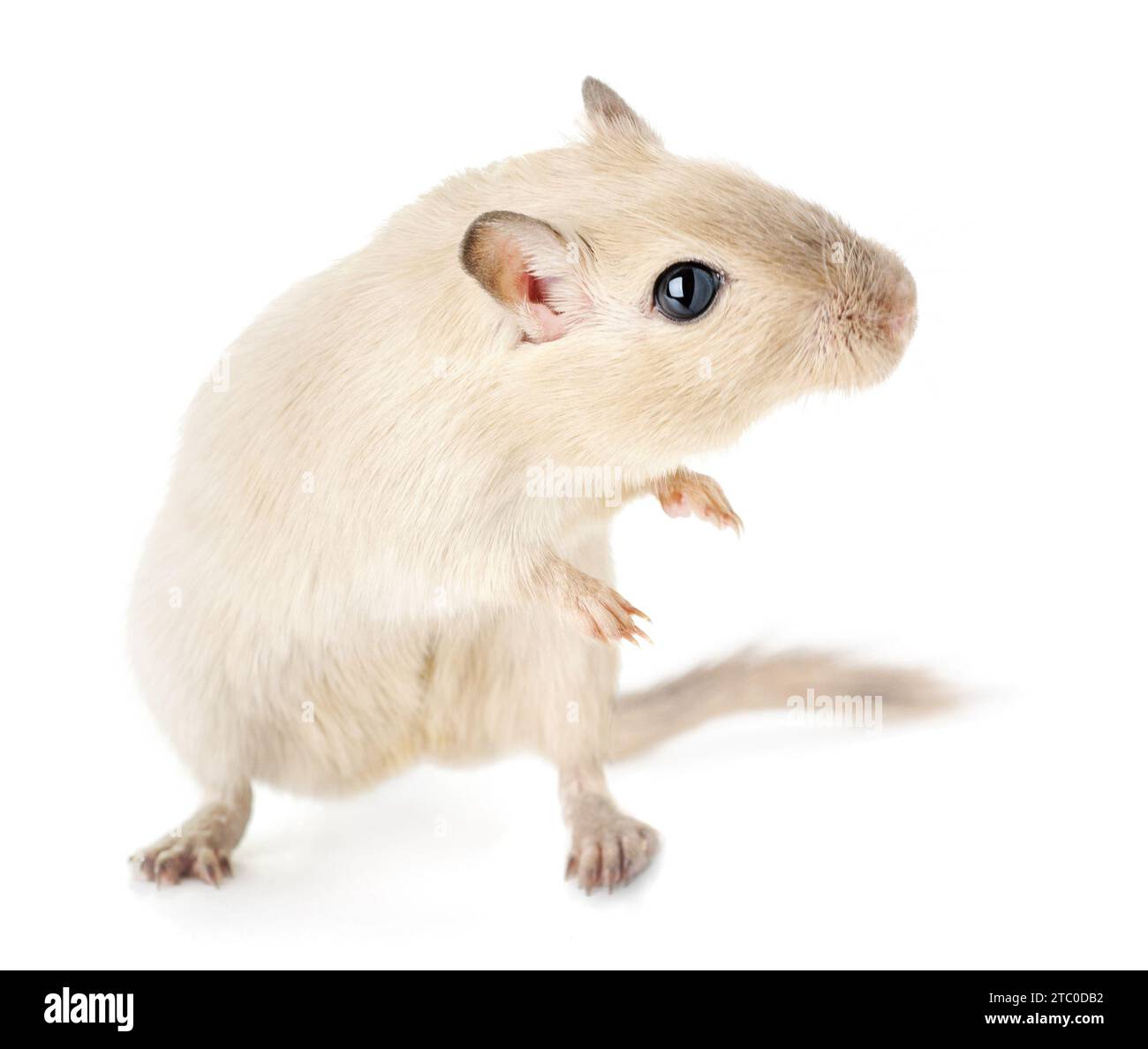 Alert and curious pet gerbil in a dynamic funny pose standing on its hind legs isolated on white background Stock Photo