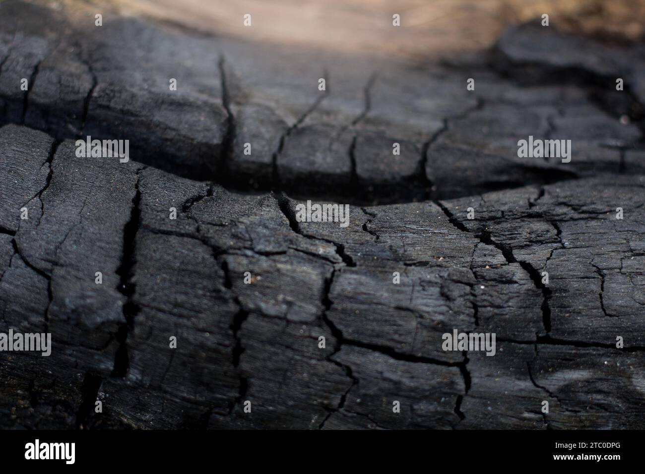 burning tree charcoal, charcoal texture, selective focus. forest fire concept Stock Photo