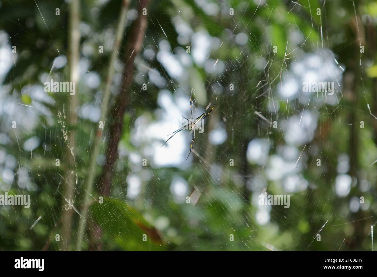 A young, female Giant golden orb weaver (Nephila Pilipes) is starting to walk on her spider web. View through the fuzzy spider net silk exposed to dir Stock Photo