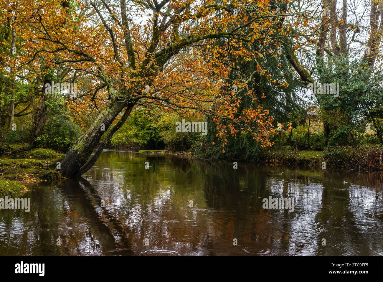 Lymington River during autumn, autumnal nature view, New Forest National Park, Hampshire, England, UK Stock Photo