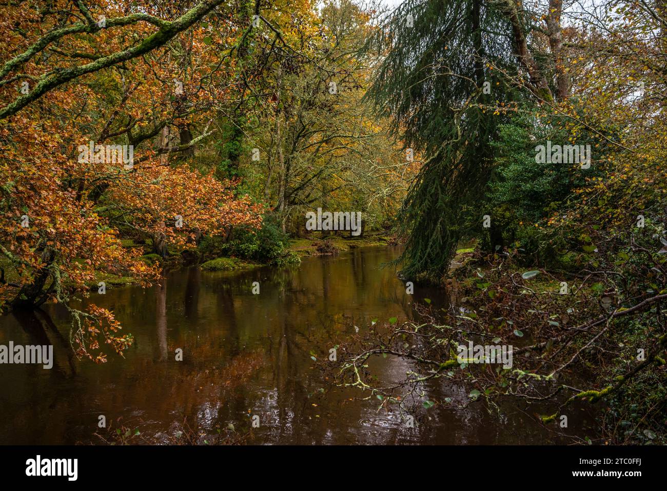 Lymington River during autumn, autumnal nature view, New Forest National Park, Hampshire, England, UK Stock Photo