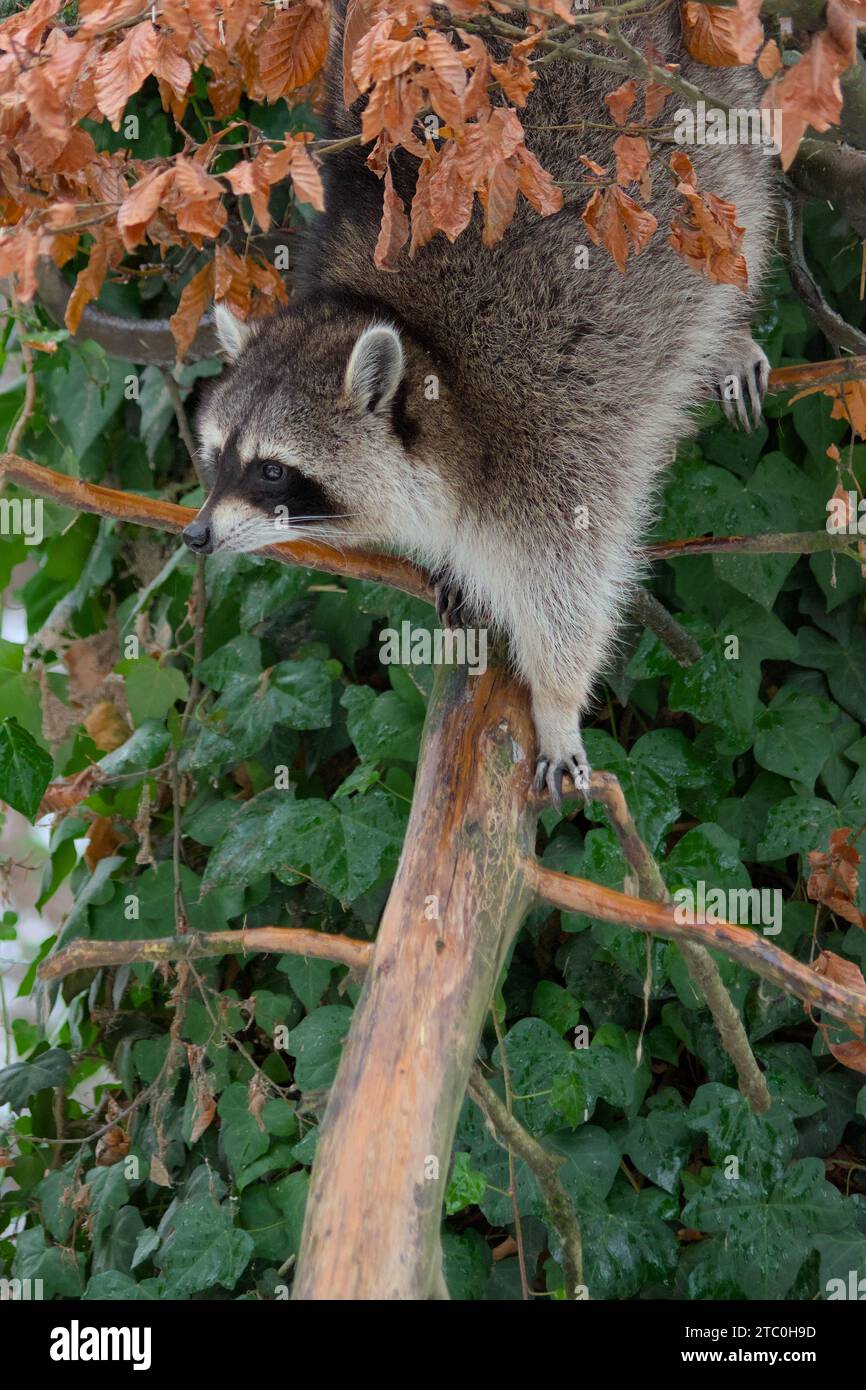 Raccoons overwinter in Europe. Rascal in Austria. Racoon in natural habitat Stock Photo