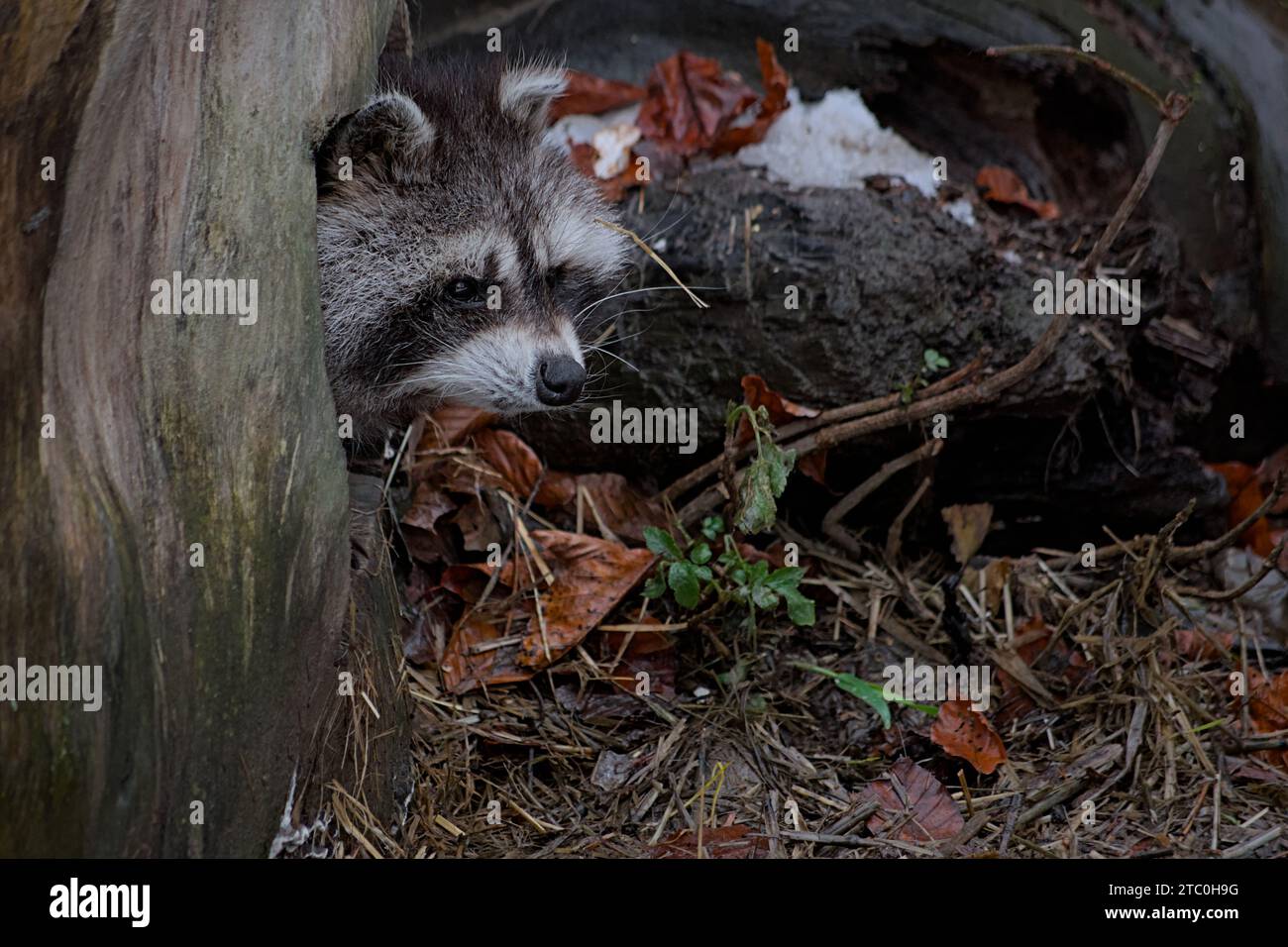 Raccoons overwinter in Europe. Rascal in Austria. Racoon in natural habitat Stock Photo