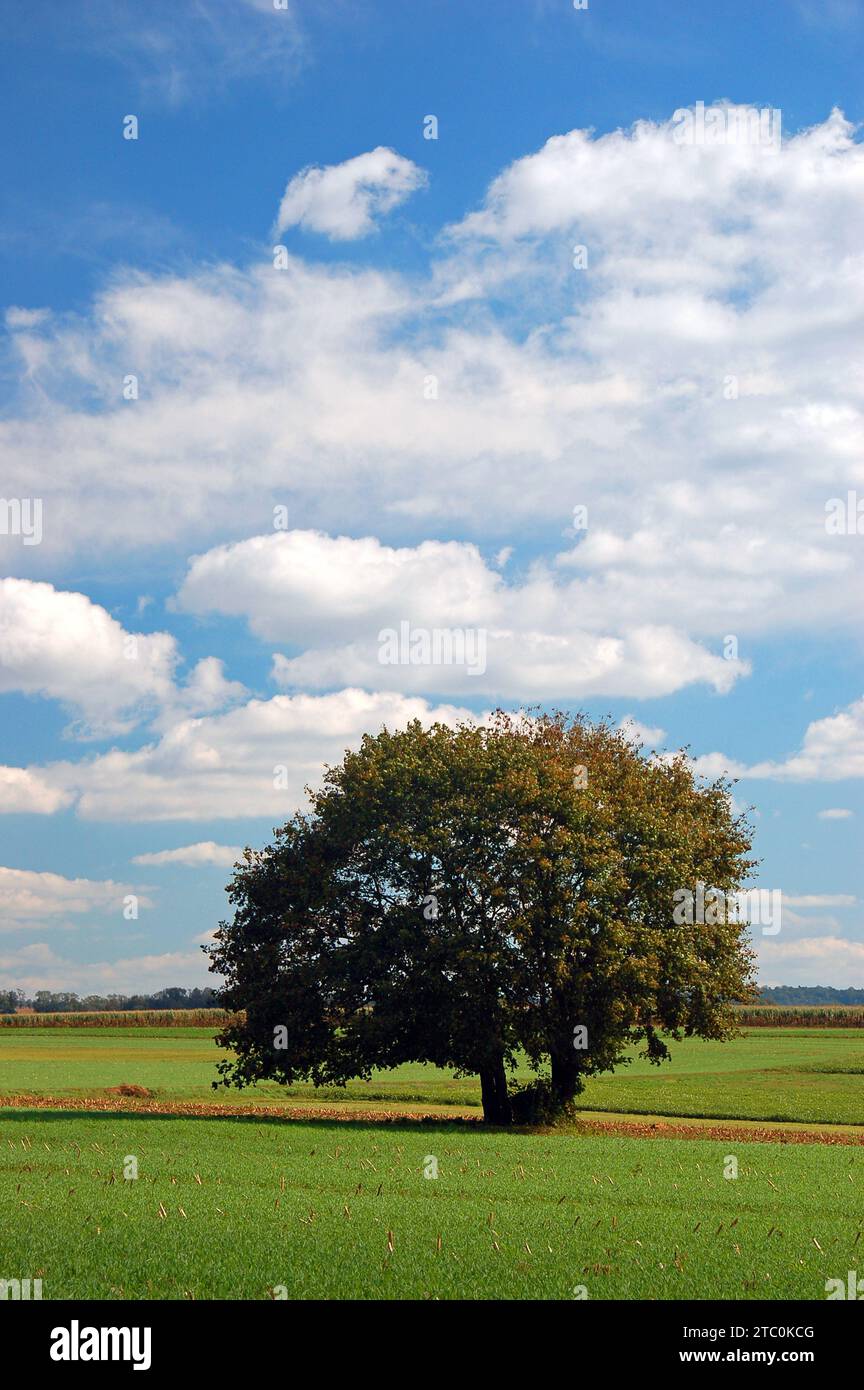 Tree In The Middle Open wide meadow in middle hi-res stock photography and images - Alamy
