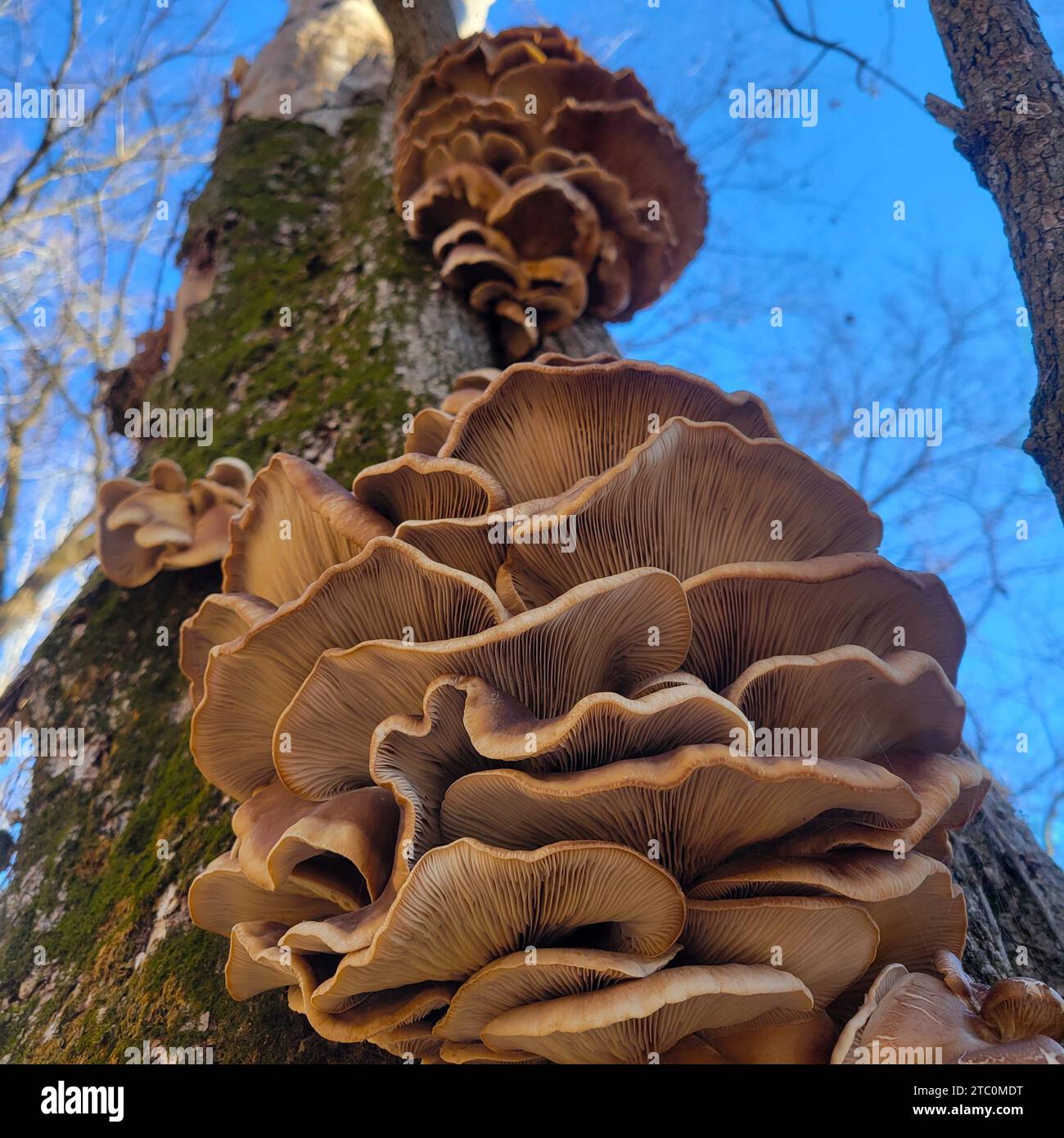 Oyster mushrooms, pleurotus ostreatus, grow in a flush, on a tree in a