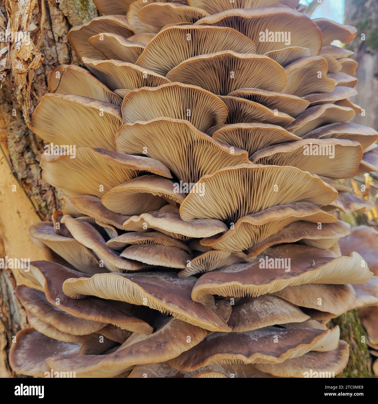 Oyster mushrooms, pleurotus ostreatus, grow in a flush, on a tree in a