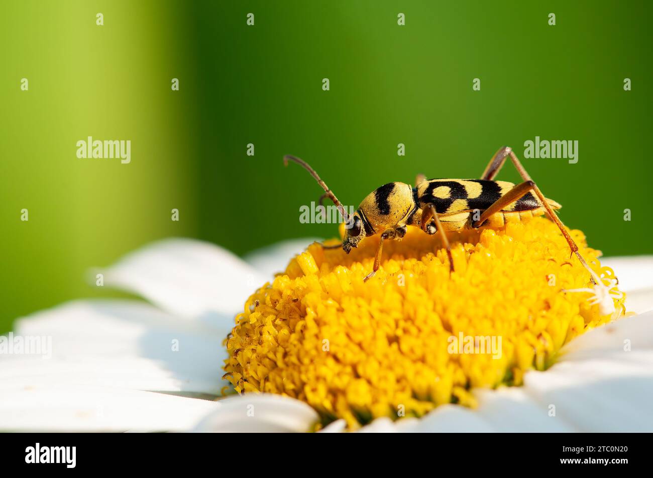 Close up of a yellow and black wasp. Stock Photo