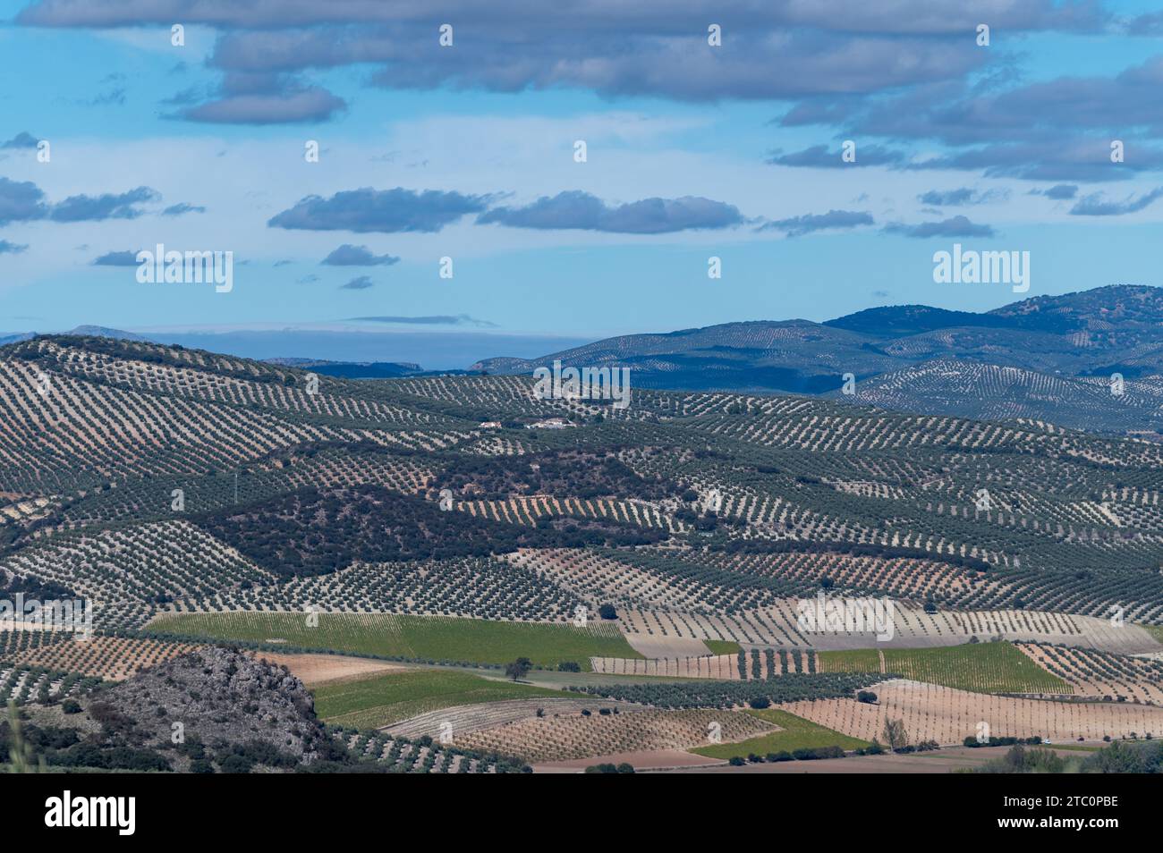 Landscape with olive trees hi-res stock photography and images - Alamy