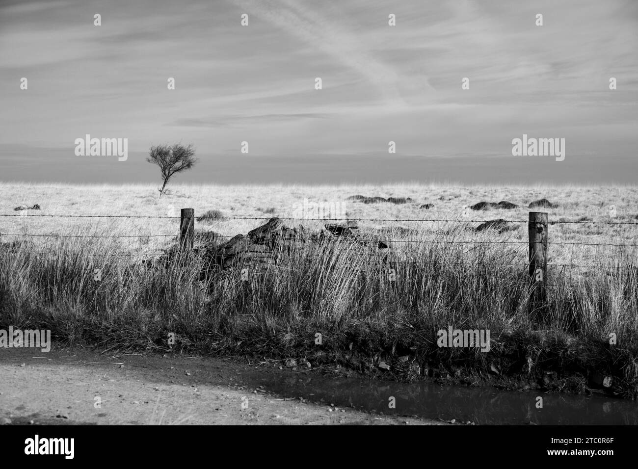 A single lifeless tree in background ,flat featureless horizon , dull empty sky,  foreground, a beaten down wall, tired fence and  stagnant puddle. Stock Photo