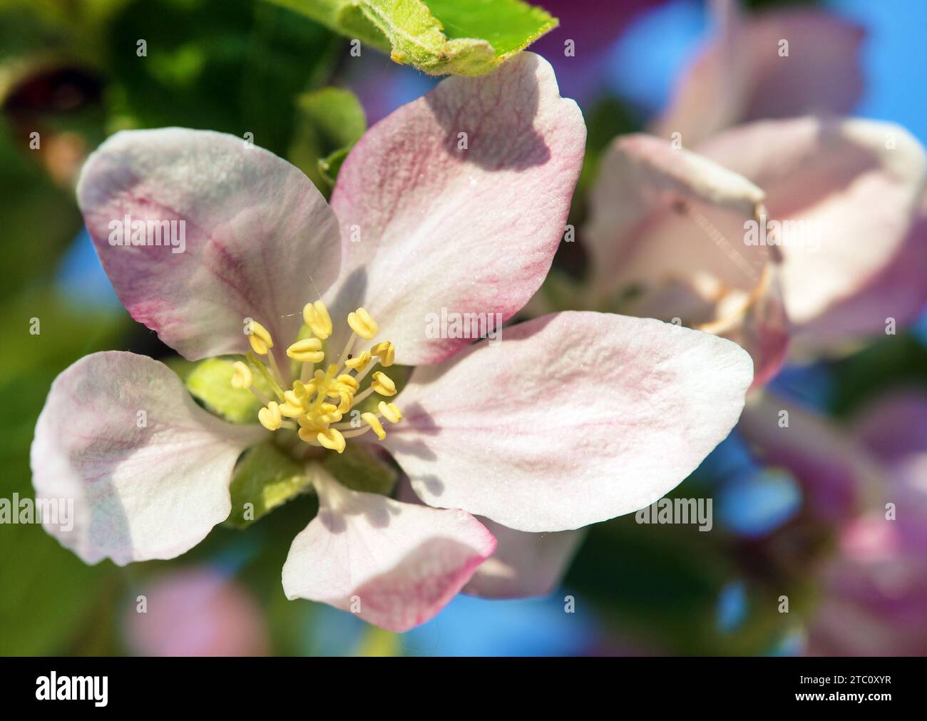 flower of apple tree in latin Malus Domestica Stock Photo Alamy