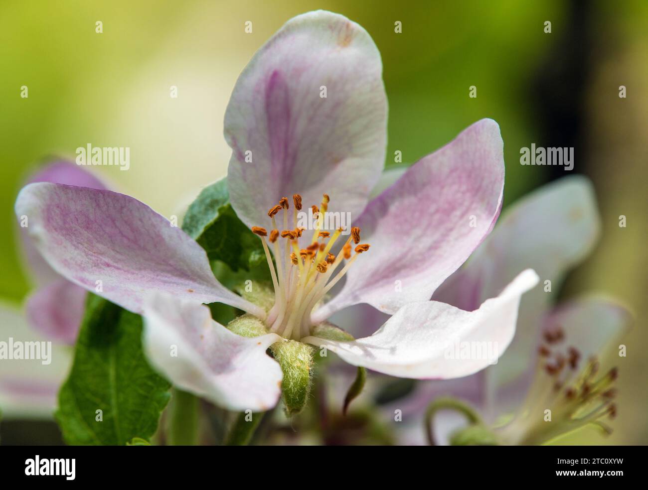 flower of apple tree in latin Malus Domestica Stock Photo Alamy