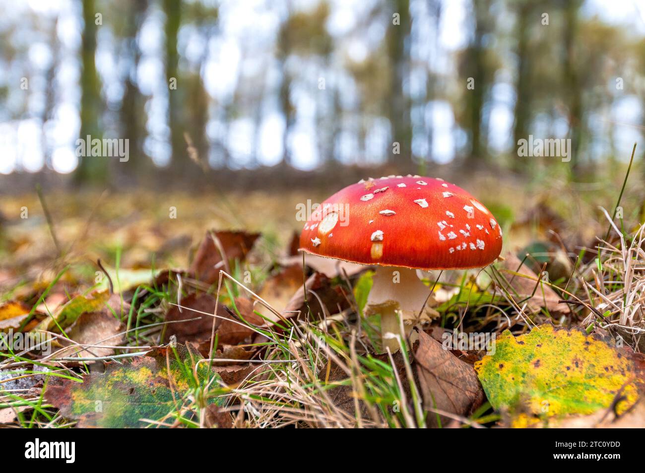 Fly amanita mushroom growing among the leaves of the forest ground Stock Photo