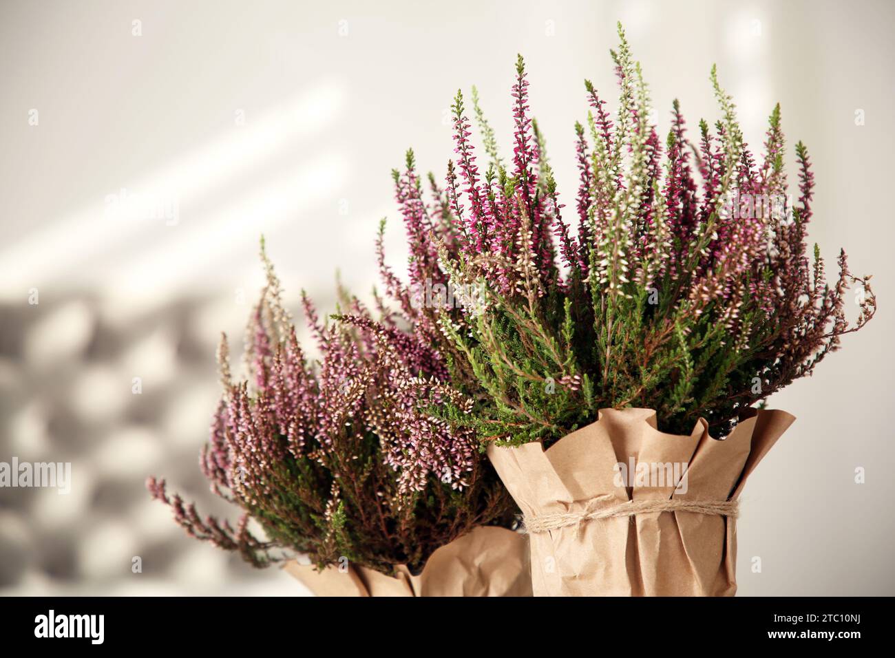 Beautiful heather flowers in pots against blurred background, closeup Stock Photo
