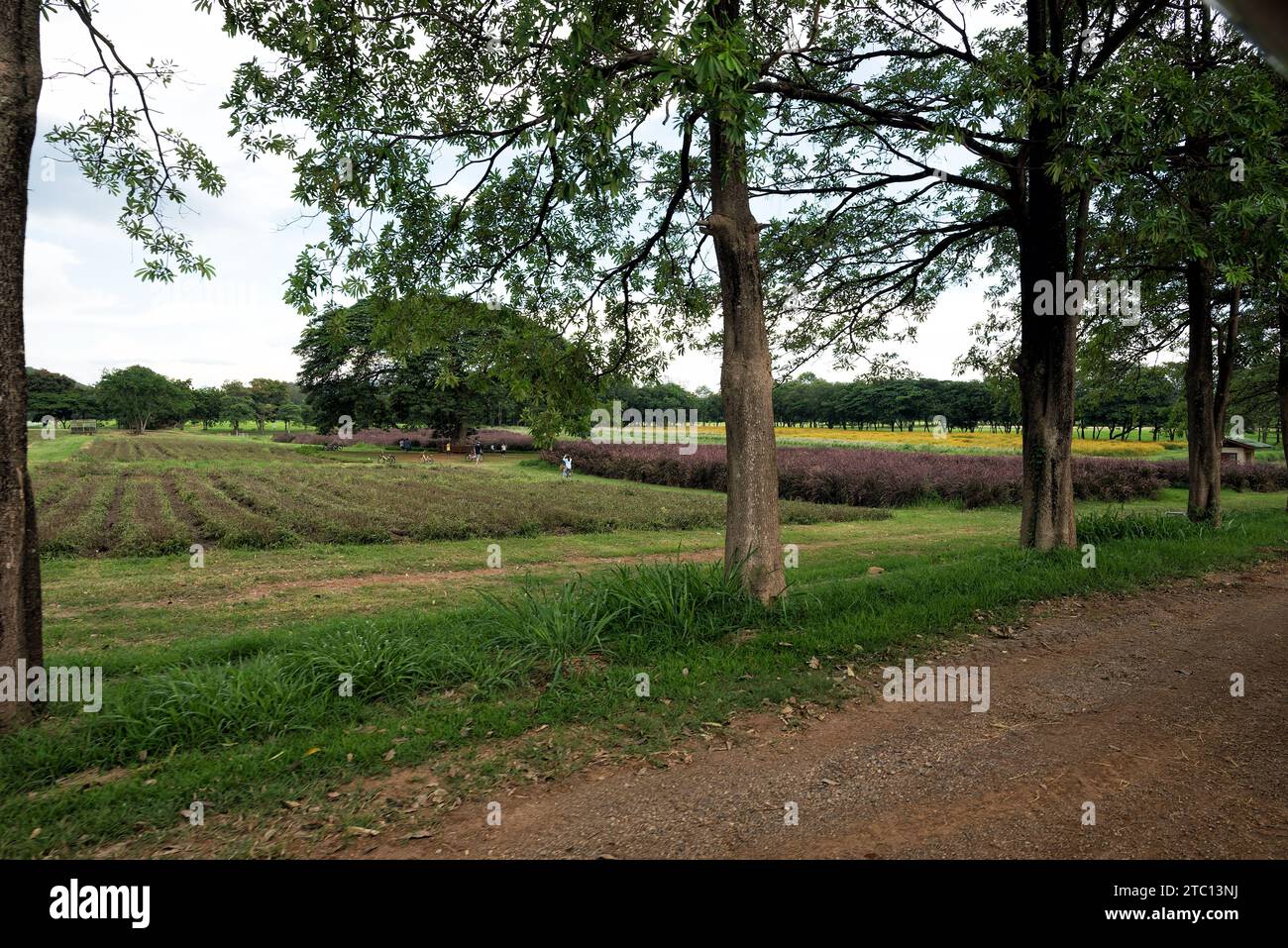 Beautiful stunning landscape in Chokchai Farm, Khao Yai, Thailand