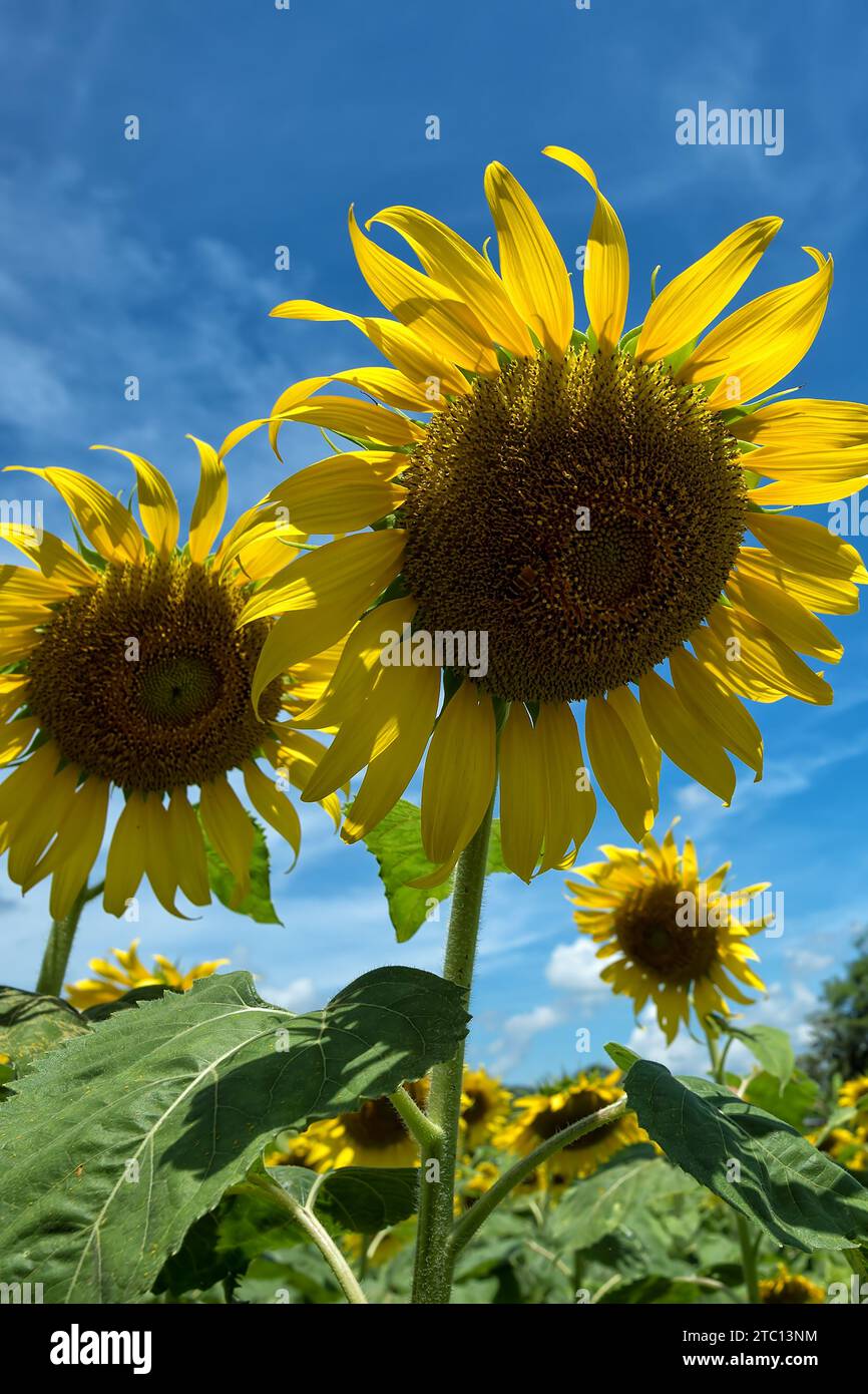 Sun flowers - Colorful sun flowers as nature background wallpaper Stock Photo