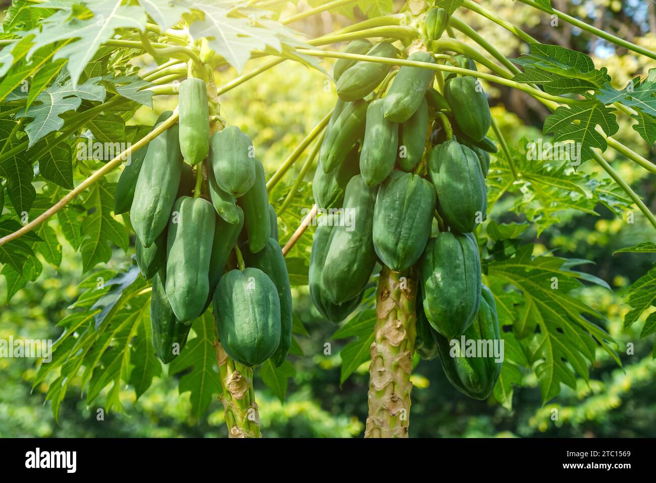 Big ripening green papaya fruits papayas on the tree with big green