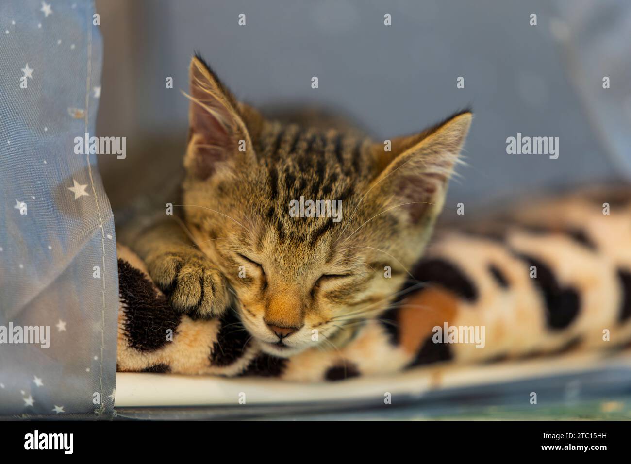 Young cat sleeping hi-res stock photography and images - Alamy