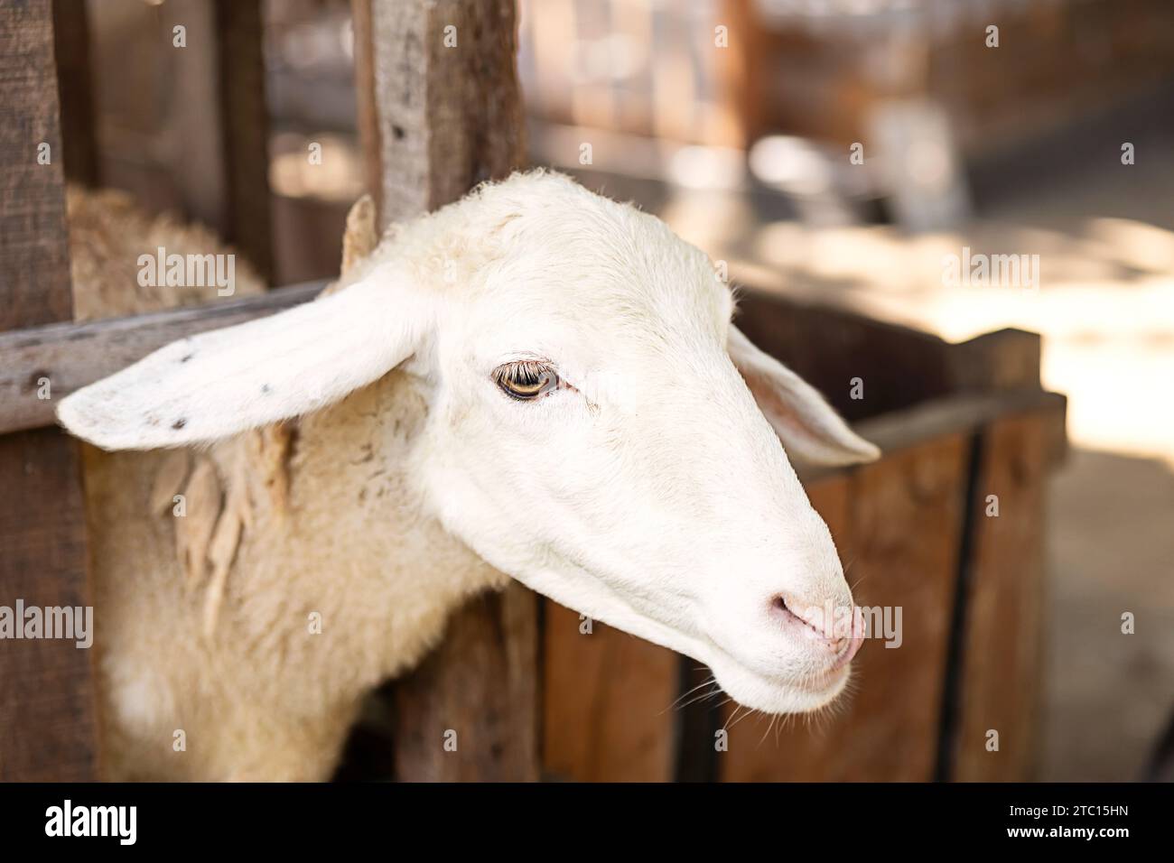 Sheep on farm. Animal portrait Stock Photo - Alamy