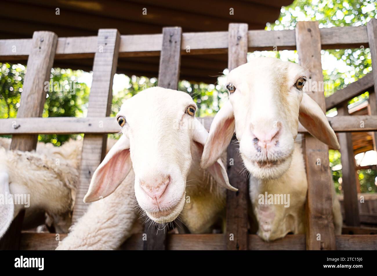 Sheep on farm. Animal portrait Stock Photo - Alamy