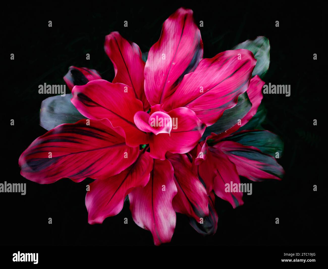 Cordyline plant hi-res stock photography and images - Alamy