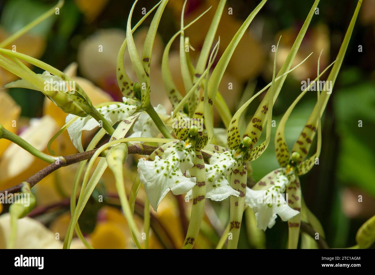 Sydney Australia, flower stem of a  brassia verrucosa orchid Stock Photo