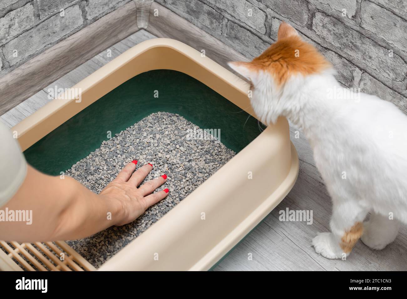 woman pours fresh litter into cat litter box. replacing cat litter