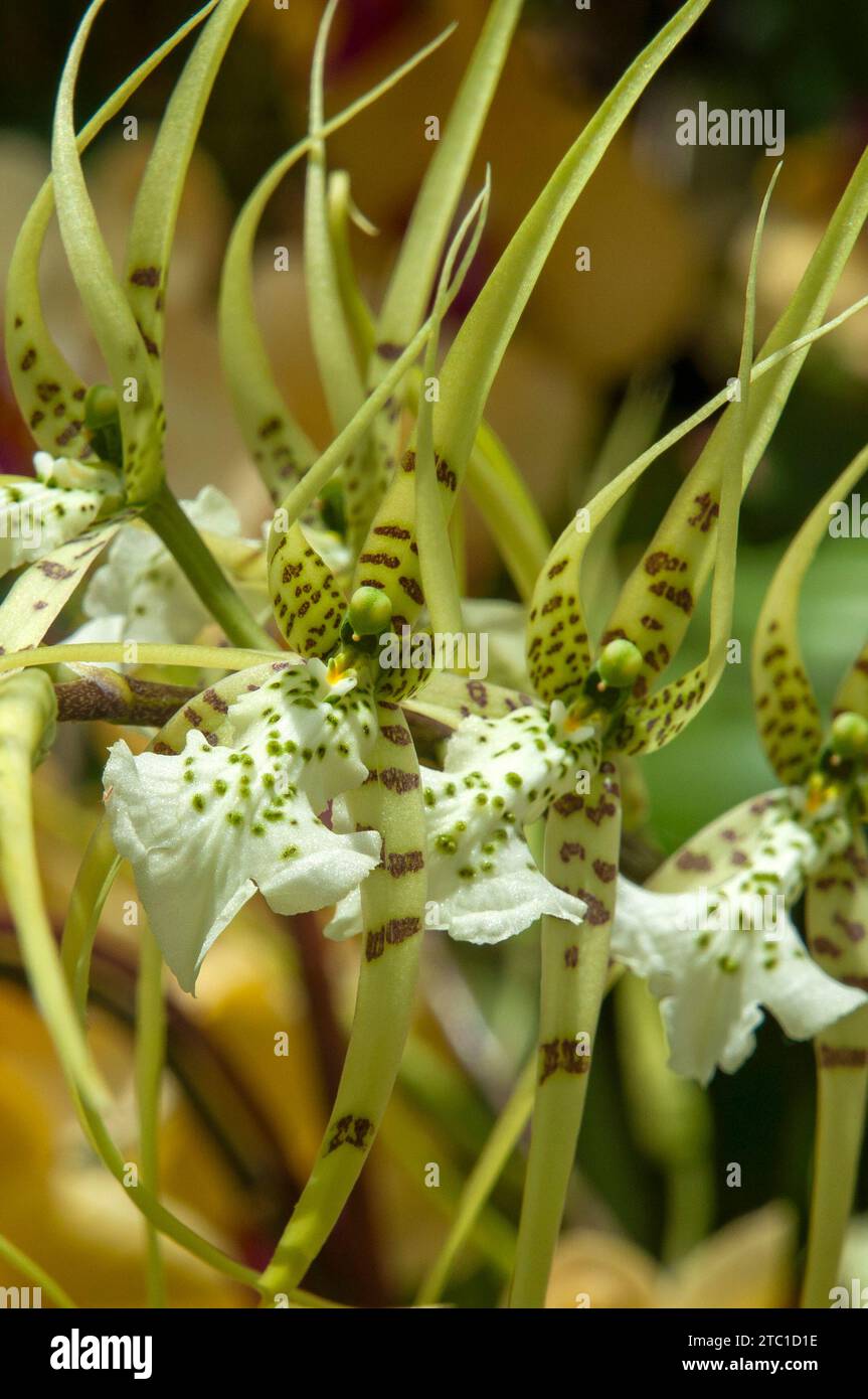 Sydney Australia, flower stem of a  brassia verrucosa orchid Stock Photo
