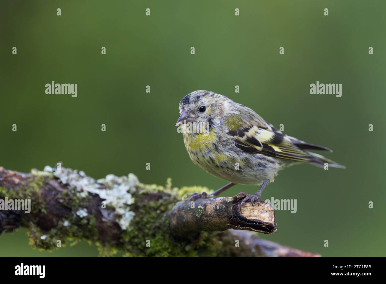 European Siskin [ Spinus spinus ] Juvenile bird on moss and lichen ...