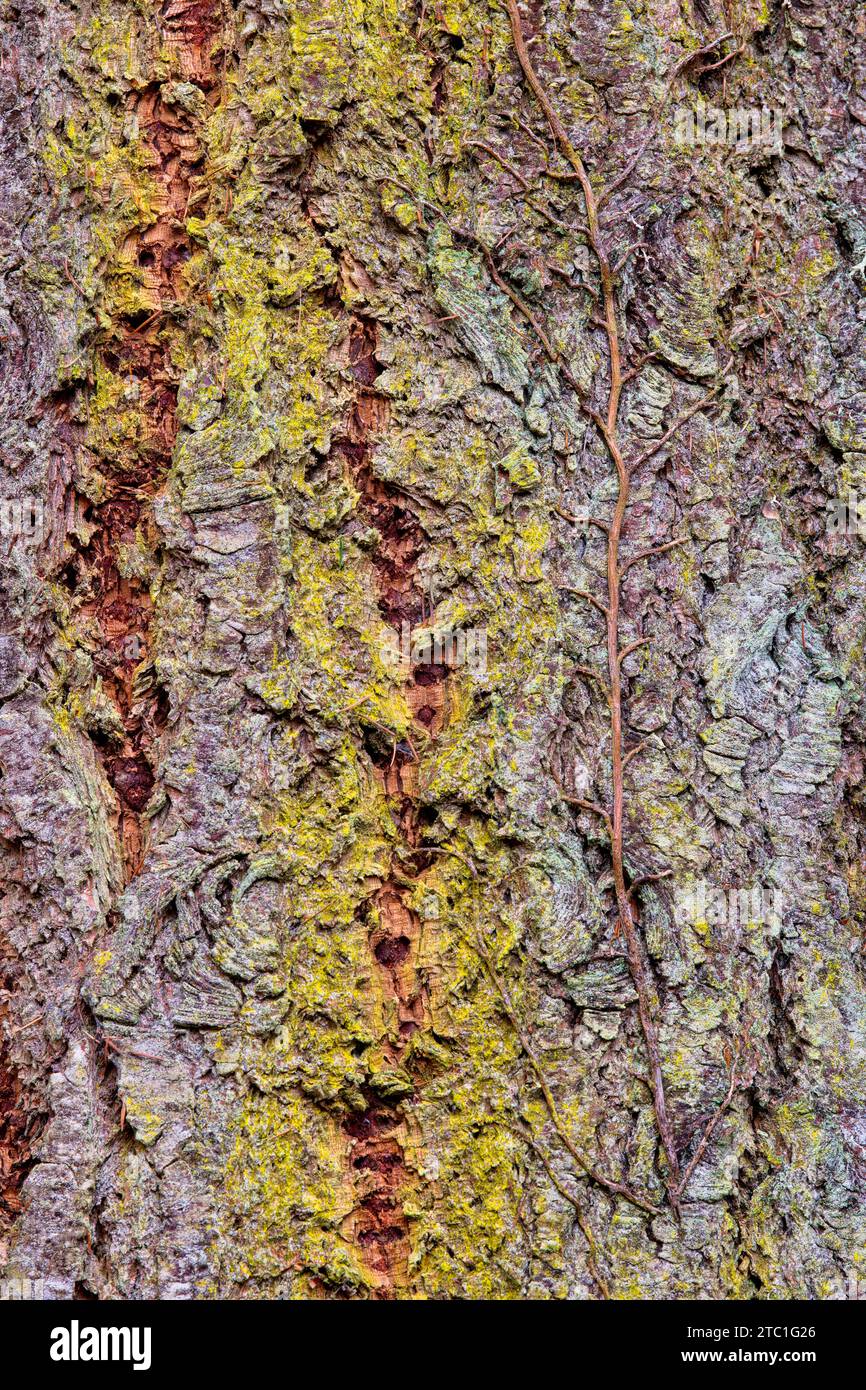 Pine tree bark. Scotland Stock Photo