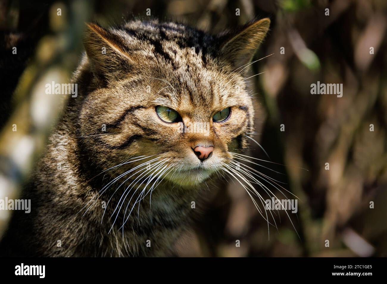 Scottish Wildcat [ Felis silvestris ] captive animal at the Westcountry Wildlife Photography Centre in Devon Stock Photo