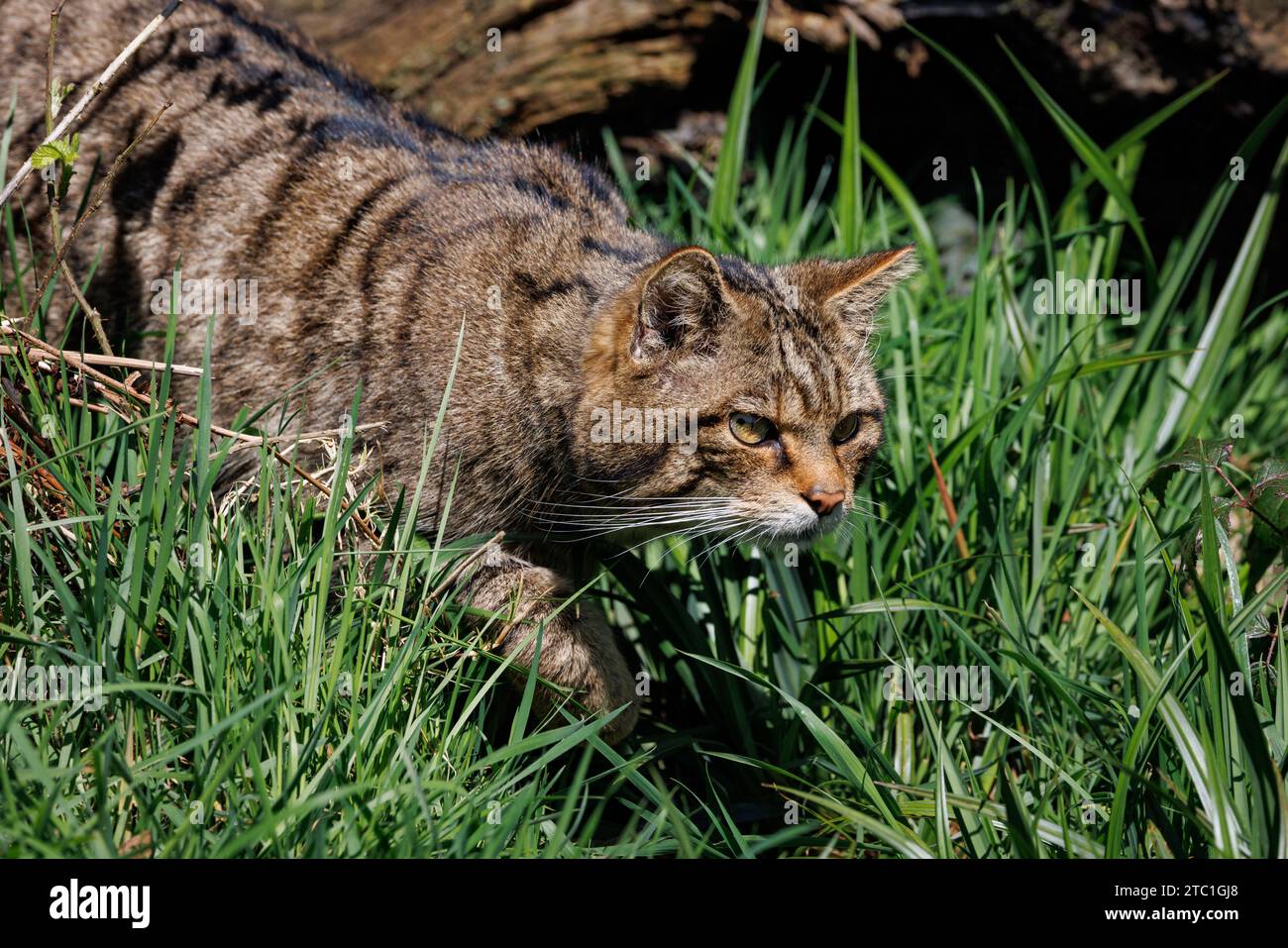 Scottish Wildcat [ Felis silvestris ] captive animal at the Westcountry Wildlife Photography Centre in Devon Stock Photo