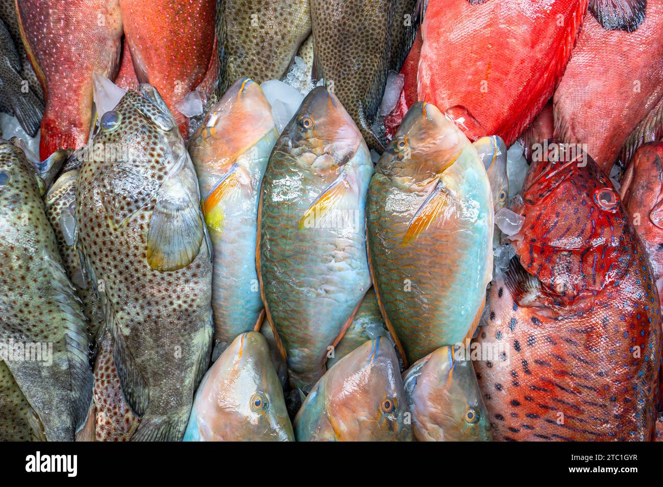 Colorful fish at a stand at a seafood market in Jeddah, Saudi Arabia
