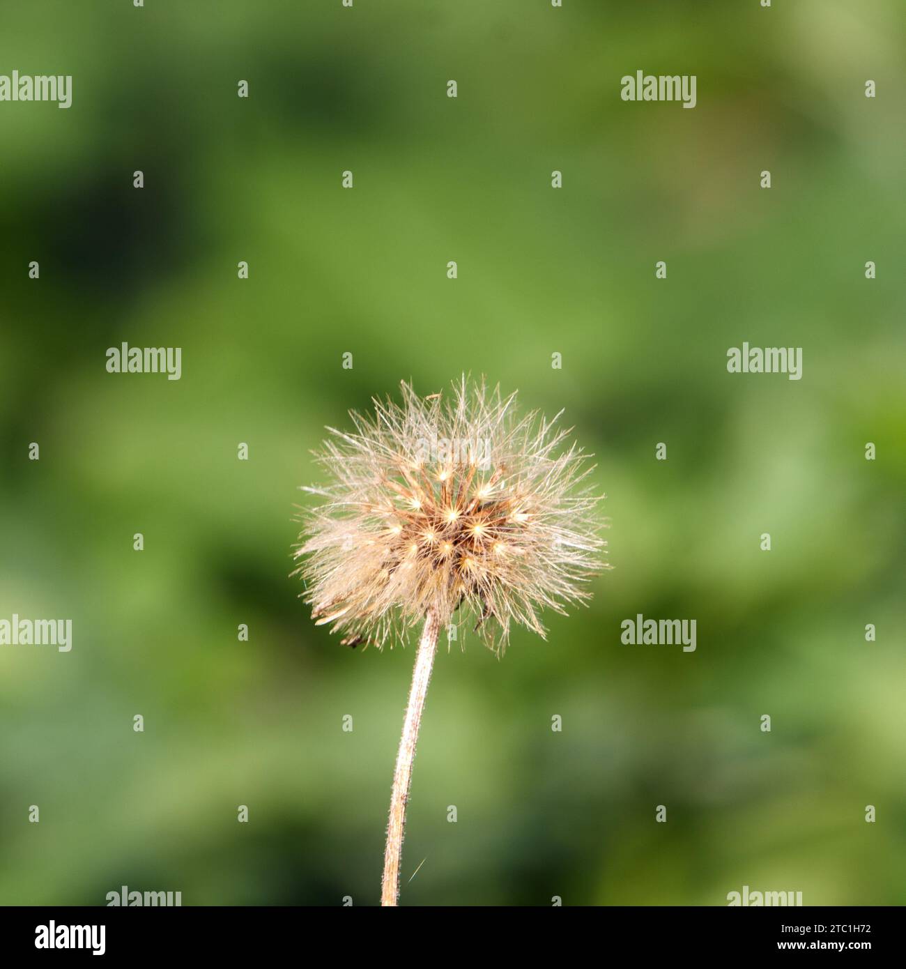 A vibrant yellow dandelion flower growing atop a lush green foliage plant in a natural outdoor setting Stock Photo