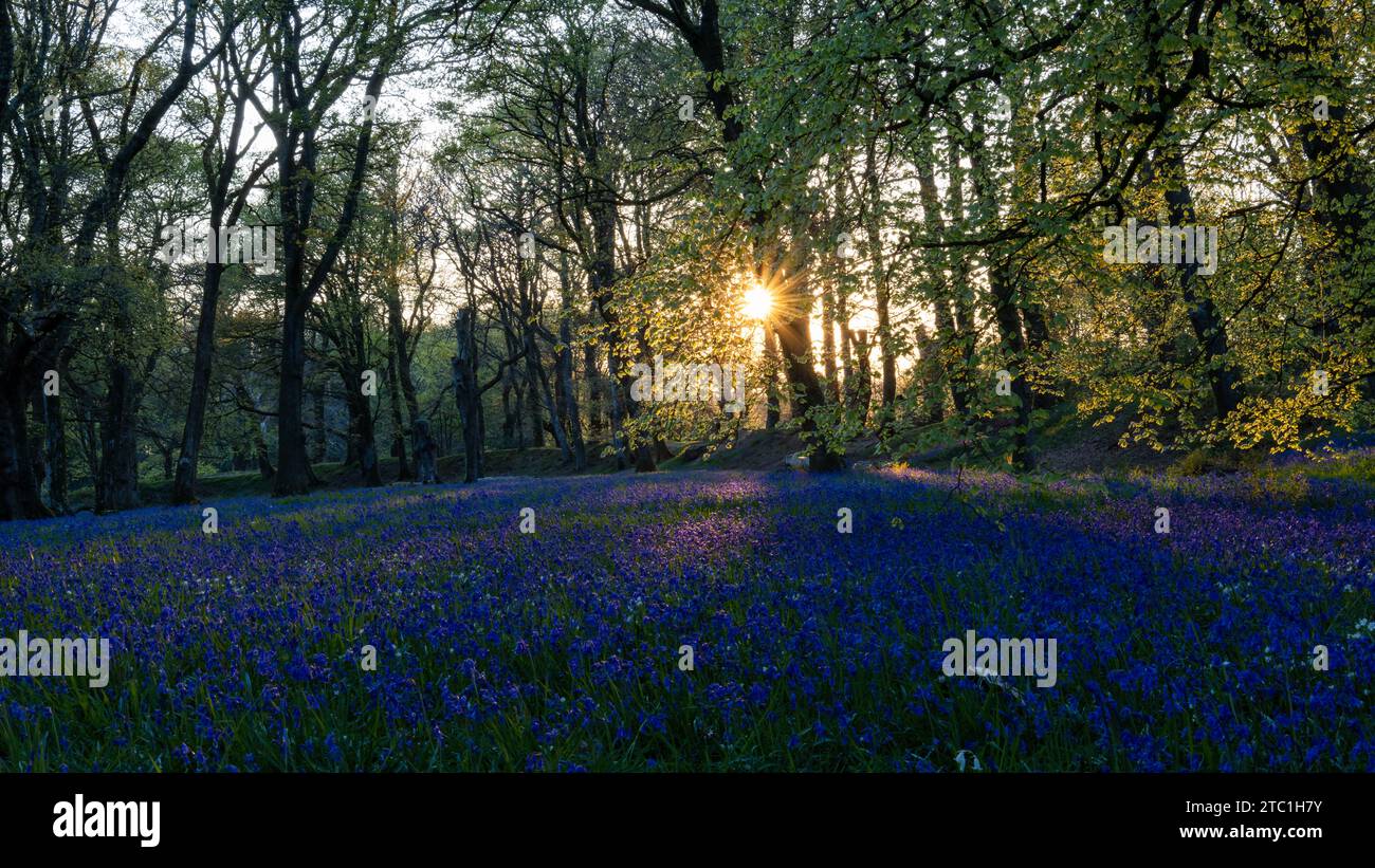Sunburst through trees with carpet of Bluebells [ Hyacinthoides non-scripta ] at Blackbury Camp, Devon, UK Stock Photo