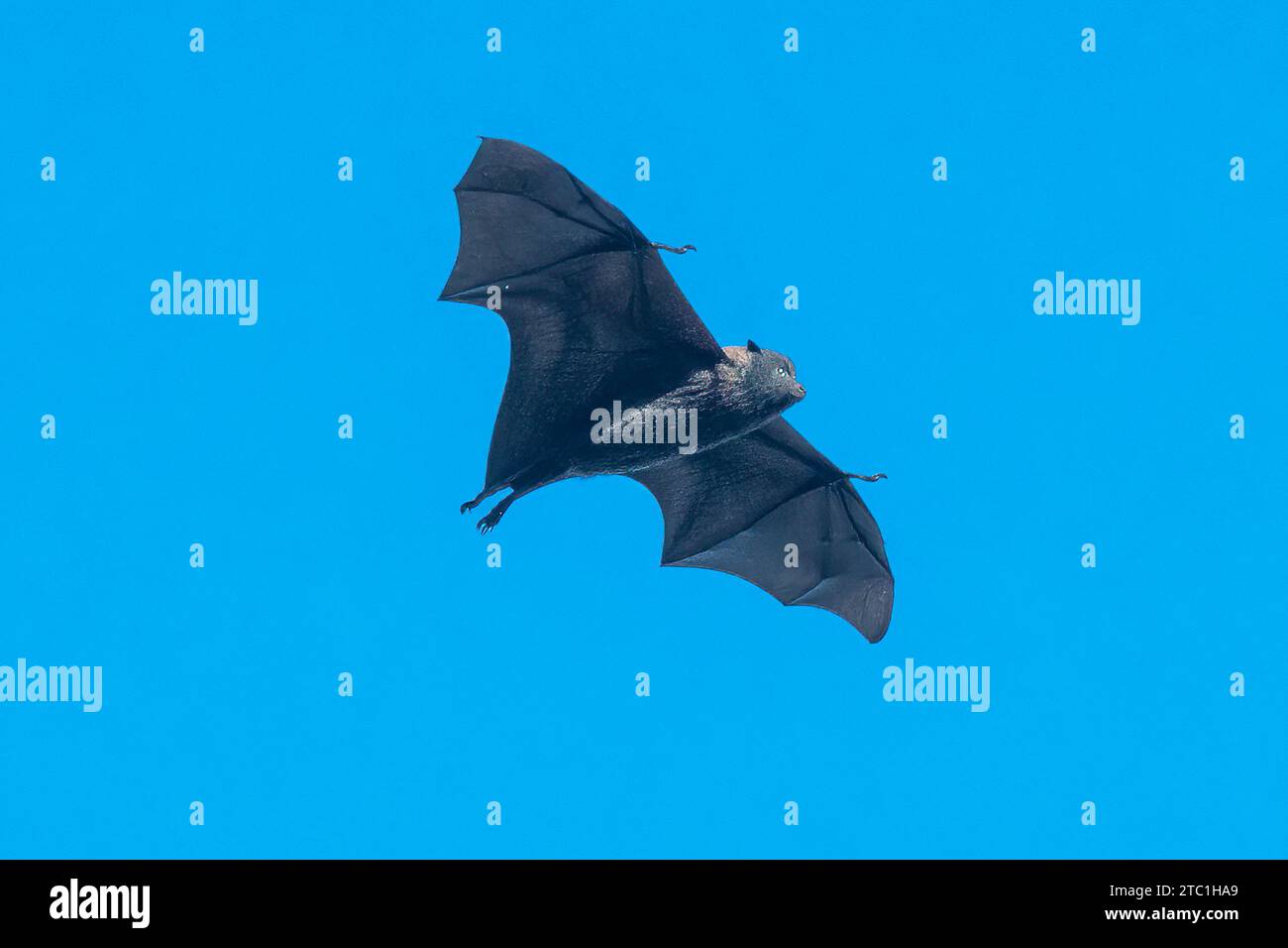 Pteropus melanotus natalis Stock Photo Alamy