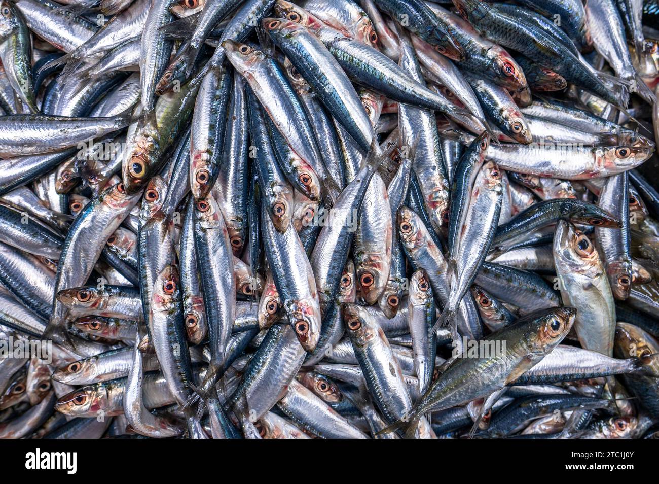 Colorful fish at a stand at a seafood market in Jeddah, Saudi Arabia ...