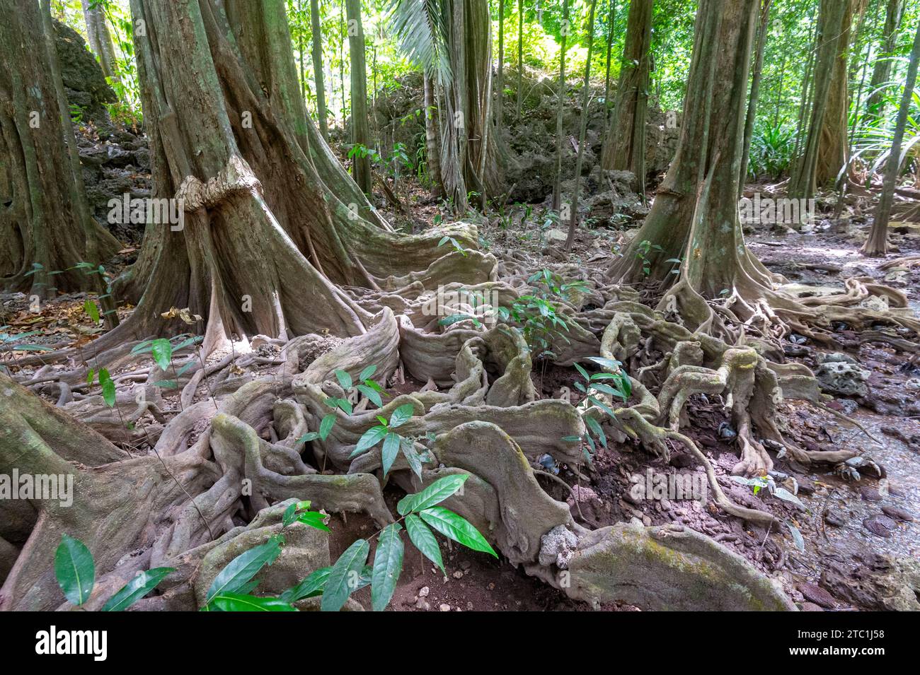 Exposed roots of Tahitian Chestnut Trees (Inocarpus fagifer) in The Dales, a RAMSAR site and a popular tourist attraction in Christmas Island National Stock Photo