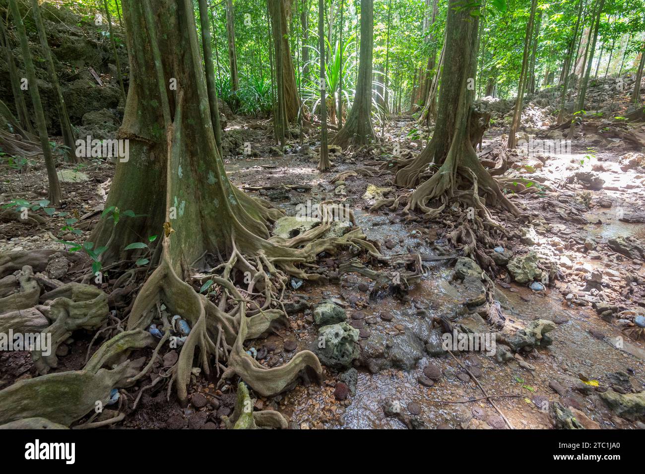 Blue crabs amongst exposed roots of Tahitian Chestnut Trees (Inocarpus fagifer) in The Dales, a RAMSAR site and popular tourist attraction in Christma Stock Photo